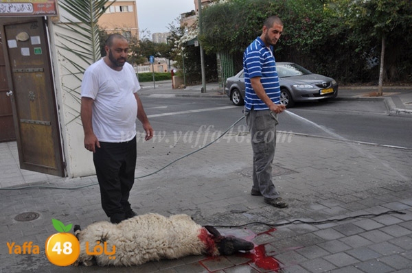 kharouof dabe7 (8).JPG